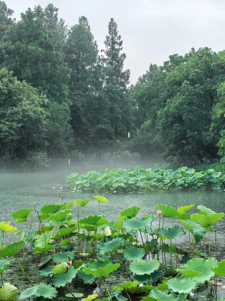 This image has an empty alt attribute its file name is west lake hangzhou2 768x1024jpeg